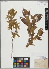 Foto von Salix alba L. x Salix pentandra L.